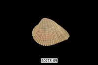 藏品(歪簾蛤)的圖片